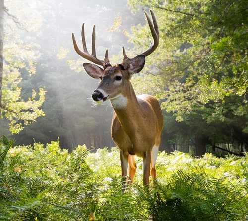 A deer close up shot by hunter garry