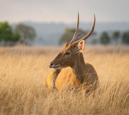 Deer in the middle of forest foliage