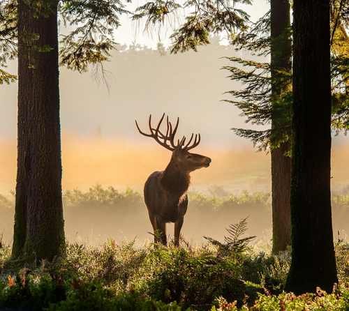 Majestic deer during dawn