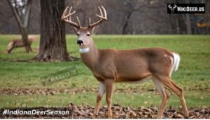 A close-up of a white-tailed deer in a field in Indiana, representing the wildlife during the deer hunting season